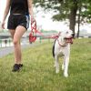 GF PET Reflective Collar - Red